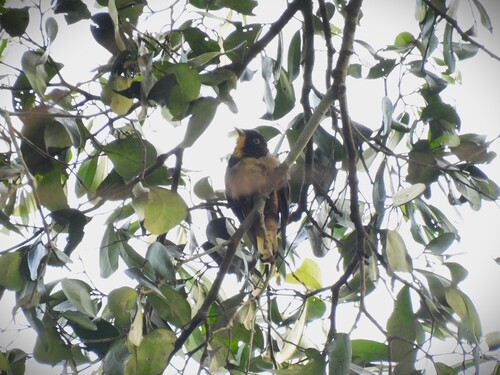Yellow-throated Cuckoo (Chrysococcyx flavigularis), photo 3