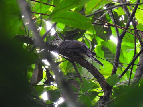 Olive Long-tailed Cuckoo (Cercococcyx olivinus), photo 2