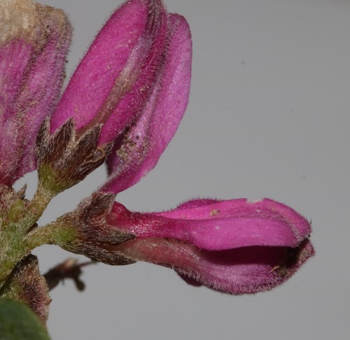 Image of Indigofera denudata by (c) Brian du Preez, some rights reserved (CC BY-SA)