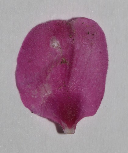 Image of Indigofera denudata by (c) Brian du Preez, some rights reserved (CC BY-SA)