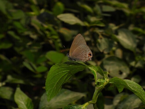 Anthene rubricinctus