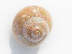 Margarites groenlandicus