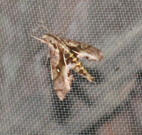 Hemeroplanes ornatus