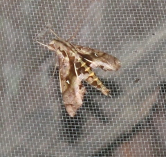 Hemeroplanes ornatus