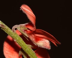 Indigofera sinusalgoae
