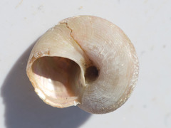 Margarites groenlandicus