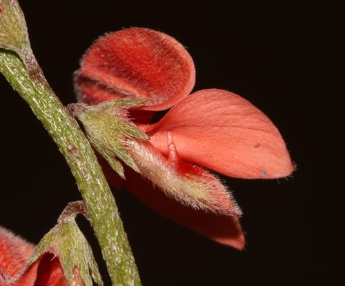 Image of Indigofera sinusalgoae by (c) Brian du Preez, some rights reserved (CC BY-SA)