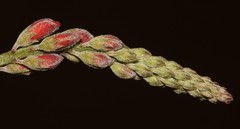 Indigofera sinusalgoae