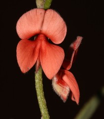 Indigofera sinusalgoae
