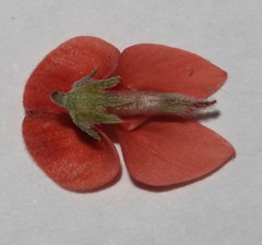 Indigofera sinusalgoae