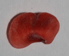 Indigofera sinusalgoae