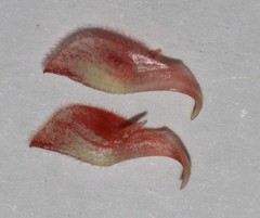 Indigofera sinusalgoae