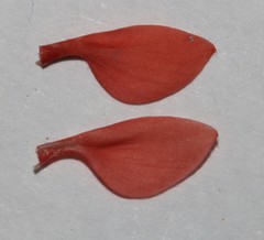 Indigofera sinusalgoae