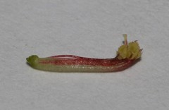 Indigofera sinusalgoae