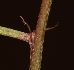 Indigofera sinusalgoae