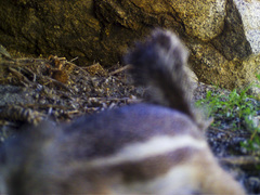 Ammospermophilus leucurus