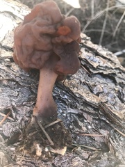 Gyromitra esculenta