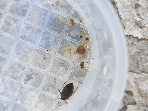 Deronectes