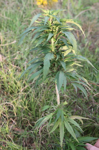 Cannabis sativa iNat (2)