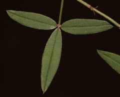 Indigofera sinusalgoae