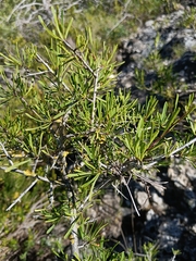 Rhamnus lycioides, photograph (c) Teo Albert, some rights reserved (CC BY)