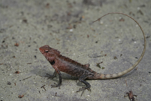 Indian Garden Lizard — seen at this dive site
