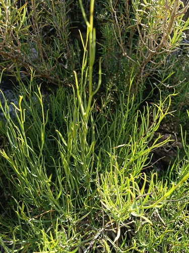 Bupleurum fruticescens, photograph 2