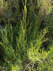 Bupleurum fruticescens, photograph (c) Teo Albert, some rights reserved (CC BY)
