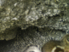 Ammospermophilus leucurus