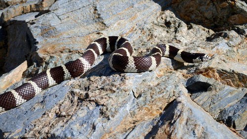 California King Snake