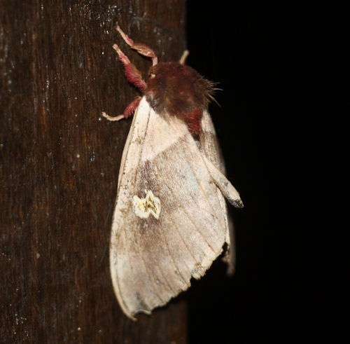 Saturniidae
