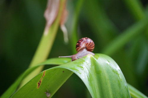 African Giant Snail — seen at this dive site