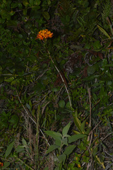 Epidendrum fulgens