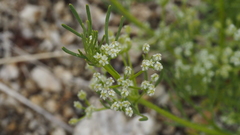 Spermolepis lateriflora