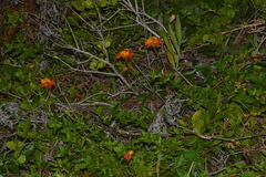 Epidendrum fulgens