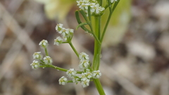 Spermolepis lateriflora