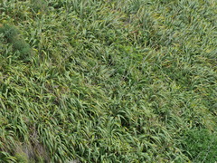 Phormium cookianum hookeri