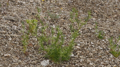 Spermolepis lateriflora