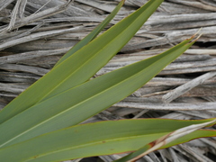 Phormium cookianum hookeri
