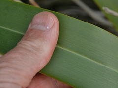 Phormium cookianum hookeri
