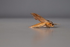 Xylophanes tersa