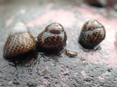 Micrelenchus tessellatus