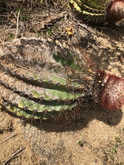 Melocactus intortus