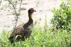 Pternistis leucoscepus