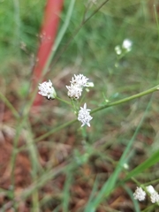Florestina tripteris