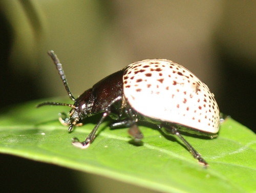 Chrysomelidae