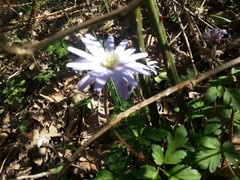 Anemonoides apennina