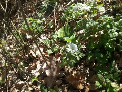 Anemonoides apennina