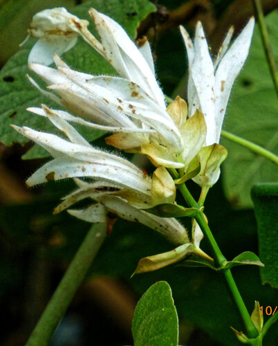 Whitfieldia elongata