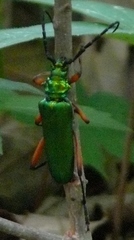 Plinthocoelium suaveolens